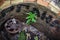 Green spring grass growing in wheel tire center with small iron steering wheel