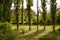 Green spring landscape with tall trees on the meadow, backlit sun and aligned tree shadows