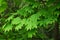 Green spring leaves of Amur Maple tree, also called fullmoon maple or downy-Japanese maple