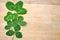 Green Spring Leaves Clover On Wood Background