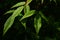 Green spring leaves of Manchurian Maple Acer mandshuricum on dark background