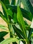 Green spring leaves of oleander shrub