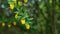 Green spring leaves and yellow flowers of Red-Stemmed Barberry in 4K