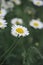 Green spring meadow with tiny daisies