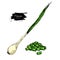 Green spring onion set. Hand drawn vector illustration. Isolated Vegetable object.