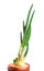 Green spring onion. Vegetable plant, isolated