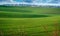 Green spring wavy fields of wheat crops, wavy, with lines