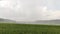 Green spring wheat field landscape in pouring rain