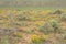 Green Spring Wildflower Background In High Desert