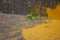 A green sprout through the asphalt and yellow paint. A bright spot of yellow paint on the asphalt