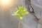 Green Sprout on the Background of Gray Stone. Gorge of Alcantara. The island of Sicily, Italy. Place for Text