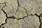 Green sprout breaking through a crack in the earth.