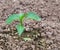 Green sprout of Bulgarian sweet pepper