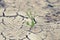 Green sprout with cracked earth