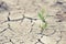 Green sprout with dry cracked earth
