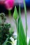 Green sprout flowering plant flower in bloom small ground covering plants with green leaves