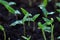 Green sprout growing from ground. Dewy young leaves sprouting plants. Spring background - garden.