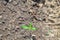 Green sprout growing from seed. Spring symbol, concept of new life