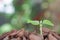 A green sprout grows out of a pile of withered leaves