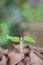 A green sprout grows out of a pile of withered leaves