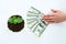 Green sprout, hands holding money