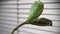 Green sprout of Maranta plant  on window