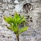 Green sprout of mountain ash against the background of the trunk of an old rowan tree. The concept of mutual relations of the youn