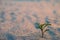 A green sprout in the sand. A young plant in the sea sand. A small bush on the sand
