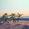 A green sprout in the sand. A young plant in the sea sand. A small bush on the sand