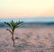 A green sprout in the sand. A young plant in the sea sand. A small bush on the sand