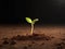 Green sprout seedling growing photo