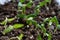 Green sprout seedlings. spring season. plant cultivation