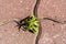 Green sprout sprouted between road tiles. Concept - urbanization against nature. Close-up