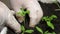 Green sprout of tomatoes planted in the greenhouse gardener, gloved hands. close-up. cultivation and breeding of plants