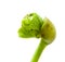 Green sprout on a white background,young bean seed