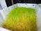 Green sprouted grass in a white box in the laboratory