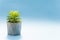 Green sprouts in brown clay flowerpot with soil. Blue background, copy space