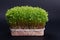 Green sprouts edible plants. microgreens nutrition