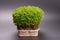 Green sprouts edible plants. microgreens nutrition