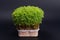 Green sprouts edible plants. microgreens nutrition