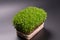 Green sprouts edible plants. microgreens nutrition