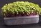 Green sprouts edible plants. microgreens nutrition