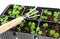 Green sprouts growing from soil and a steel rake