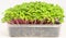 Green sprouts growing in white tray, baby vegetables. Raw sprouts, microgreens, healthy eating concept