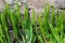 Green sprouts of lilies of the valley on a concrete wall background