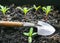 Green Sprouts of Marigolds, Tagetes with Small Gardening Shovel. New Life, Organic Agriculture, Gardening, Business Growth Concept