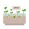Green sprouts. Microgreen growing seed, peas phase. Seedling with leaves and roots in container. Vegetables germination