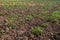 Green sprouts of potato tops grow in a plowed field