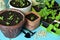 Green sprouts in pots with seeds and warking tools on table