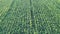 Green sprouts of young corn - aerial shot of farmland